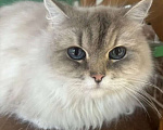 Кошки в Воронеже: Рэгдолл девочка окрас Блю колор поинт Девочка, 10 000 руб. - фото 1