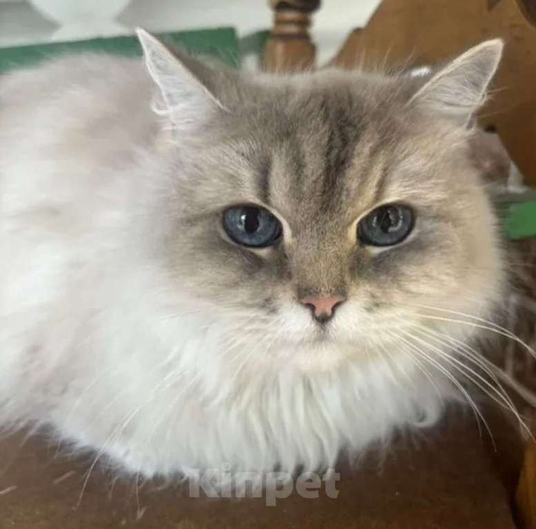 Кошки в Воронеже: Рэгдолл девочка окрас Блю колор поинт Девочка, 10 000 руб. - фото 1