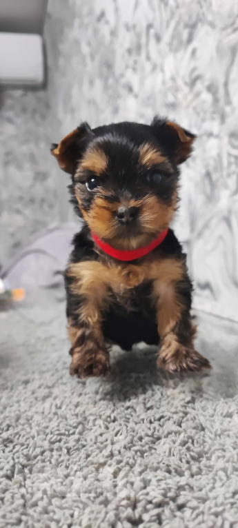 Собаки в Краснодаре: Мальчик с красным ошейником Мальчик, 25 000 руб. - фото 1