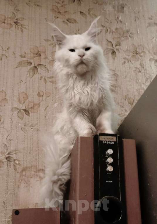 Кошки в Москве: Мейн-кун мальчик в поисках добросовестных хозяев Мальчик, 35 000 руб. - фото 2