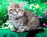Кошки в Москве: Сибирская кошечка Даша Девочка, 55 000 руб. - фото 4