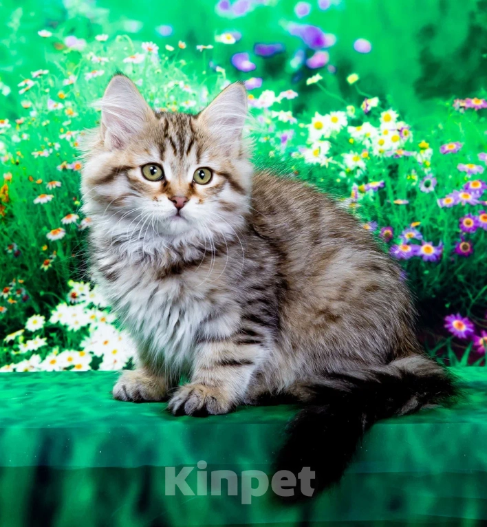 Кошки в Москве: Сибирская кошечка Даша Девочка, 55 000 руб. - фото 4