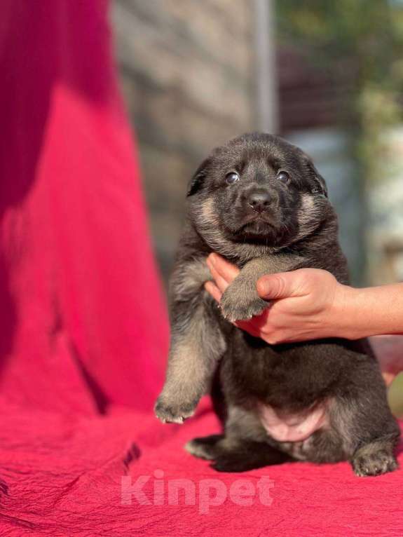 Собаки в других городах Ленинградской области: сука ВЕО от Гордость Питера Церри Бой х Гроза Девочка, 40 000 руб. - фото 5
