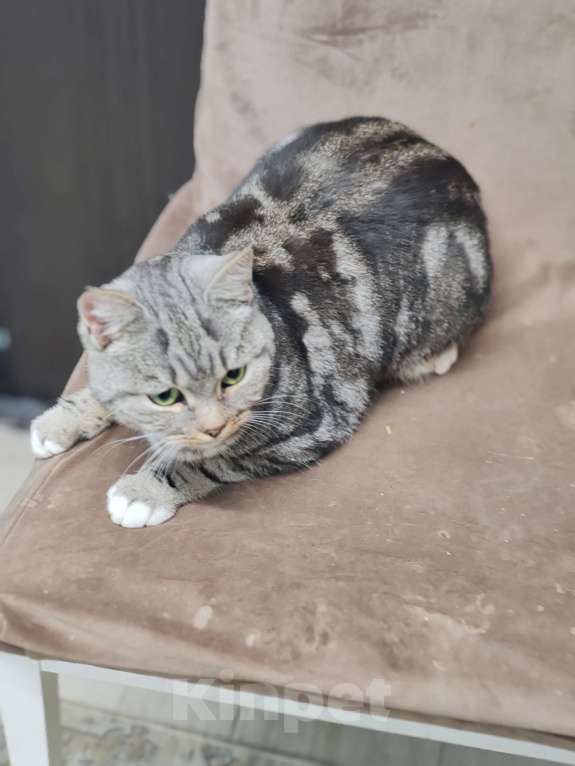 Кошки в Лобне: Кошечка со сложной судьбой в добрые руки  Девочка, Бесплатно - фото 6