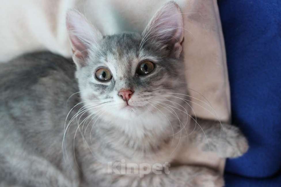 Кошки в Москве: Прелестная малышка Славушка! Котенок в добрые руки Девочка, Бесплатно - фото 4