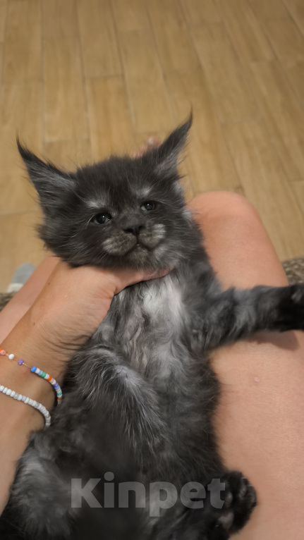 Кошки в других городах Краснодарского края: Мейн-кун Мальчик, 35 000 руб. - фото 2