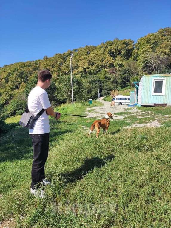 Собаки в других городах Краснодарского края: Роджер из приюта Поводог Сочи (отправим в любой город) Мальчик, Бесплатно - фото 8