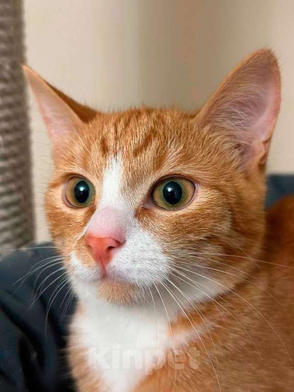 Кошки в Москве: Маленькая дачная сирота ищет дом и человека Девочка, 10 руб. - фото 6