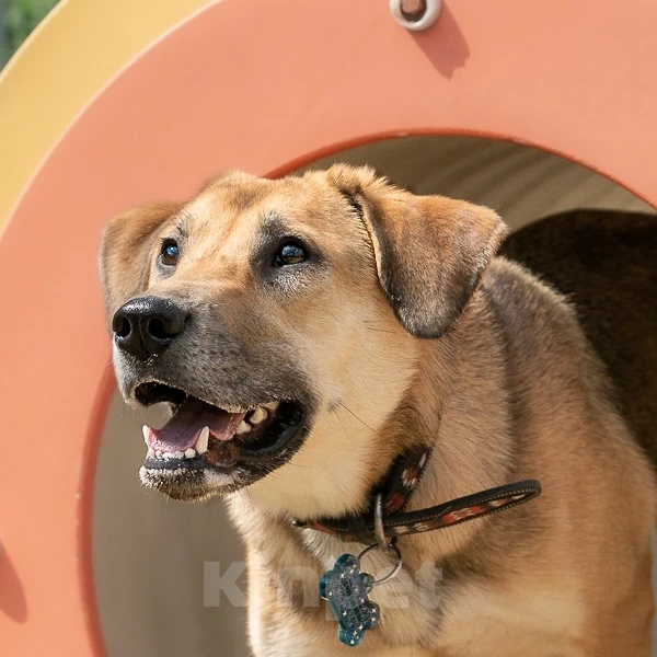 Собаки в Москве: Рыжая дворянка в добрые руки Девочка, Бесплатно - фото 7