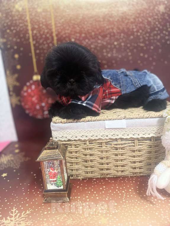 Собаки в Смоленске: Мальчик ши тцу окрас золото Мальчик, 30 000 руб. - фото 2