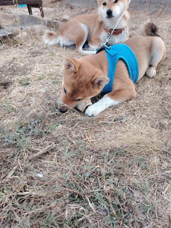 Собаки в Севастополе: Щенок  Сиба  зовут Акибо от Чемпионов Мальчик, Бесплатно - фото 5