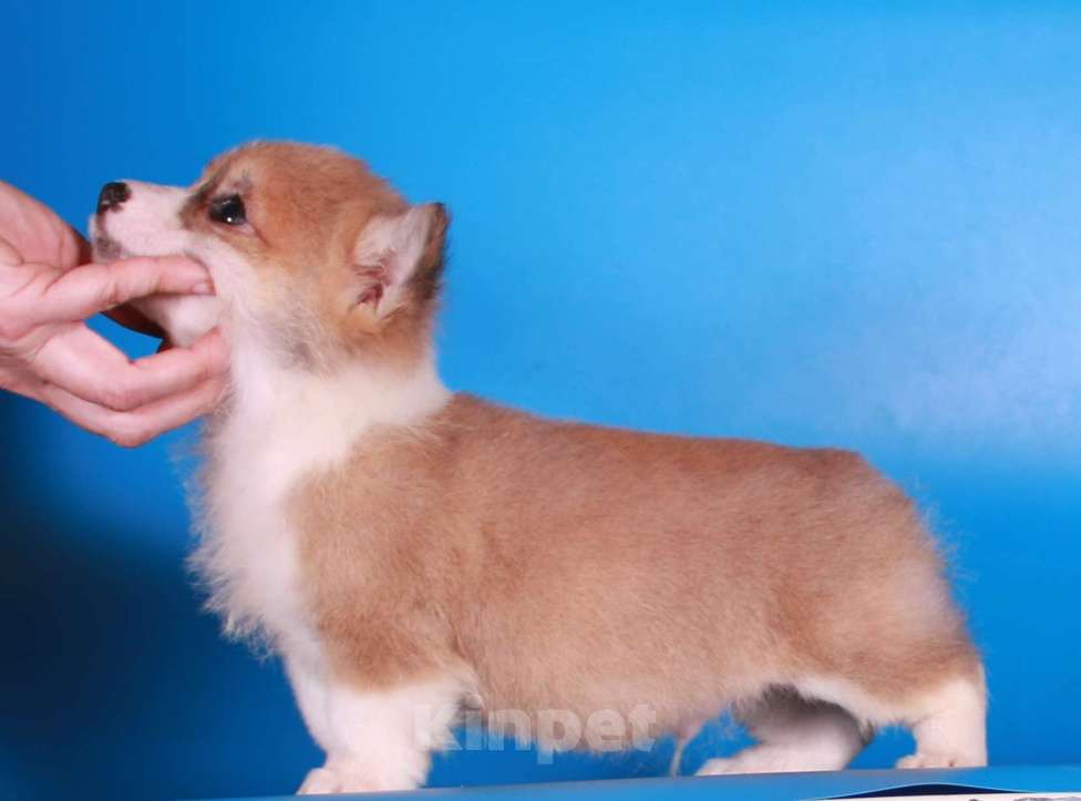 Собаки в Москве: эксклюзивный мини корги Мальчик, 80 000 руб. - фото 7