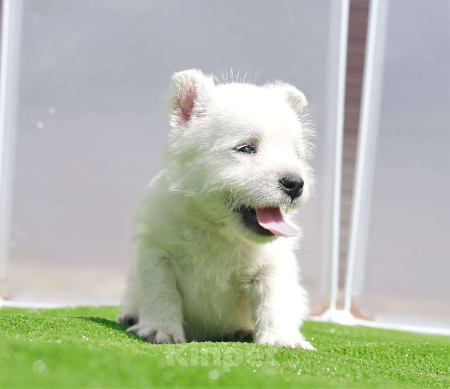 Собаки в Москве: вест хайленд вайт терьер Мальчик, 120 000 руб. - фото 8