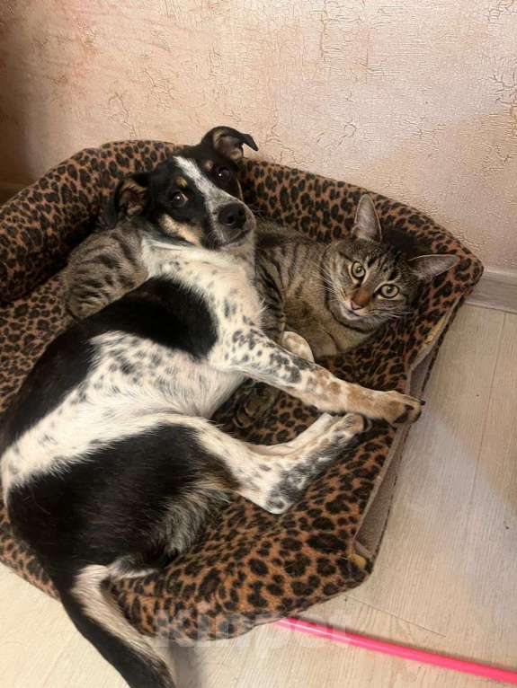 Собаки в Санкт-Петербурге: Ищет дом метис таксы с красивым окрасом Девочка, Бесплатно - фото 3