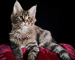 Кошки в Москве: Мейн Кун котик Мальчик, 20 000 руб. - фото 1