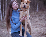 Собаки в Москве: Собака-компаньон в добрые руки! Мальчик, Бесплатно - фото 8