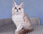 Кошки в Кудрово: Котенок мейн-кун, шейдед линия , в брид Мальчик, 80 000 руб. - фото 5