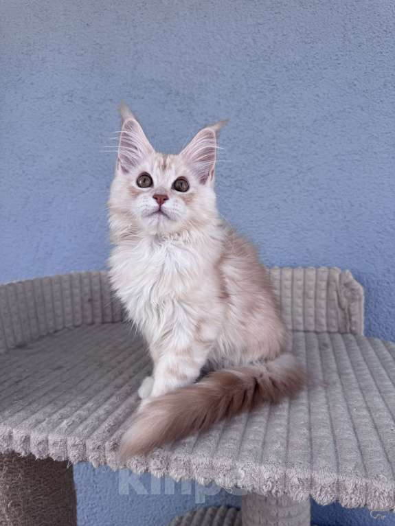Кошки в Кудрово: Котенок мейн-кун, шейдед линия , в брид Мальчик, 80 000 руб. - фото 5