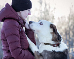 Собаки в Москве: Добрый, статный красавчик с невероятными глазами в добрые руки Мальчик, Бесплатно - фото 3