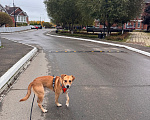 Собаки в Химках: Собака кабель-подросток Мальчик, Бесплатно - фото 5