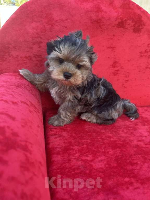 Собаки в других городах Московской области: Коричневый Мальчик, 35 000 руб. - фото 2