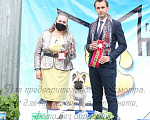 Собаки в Щелково: Высокопородные кобели для вязок Мальчик, 20 000 руб. - фото 4