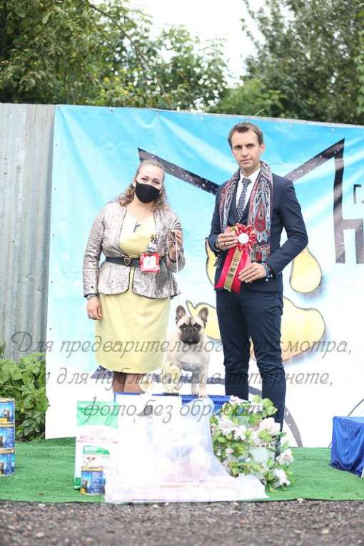 Собаки в Щелково: Высокопородные кобели для вязок Мальчик, 20 000 руб. - фото 4