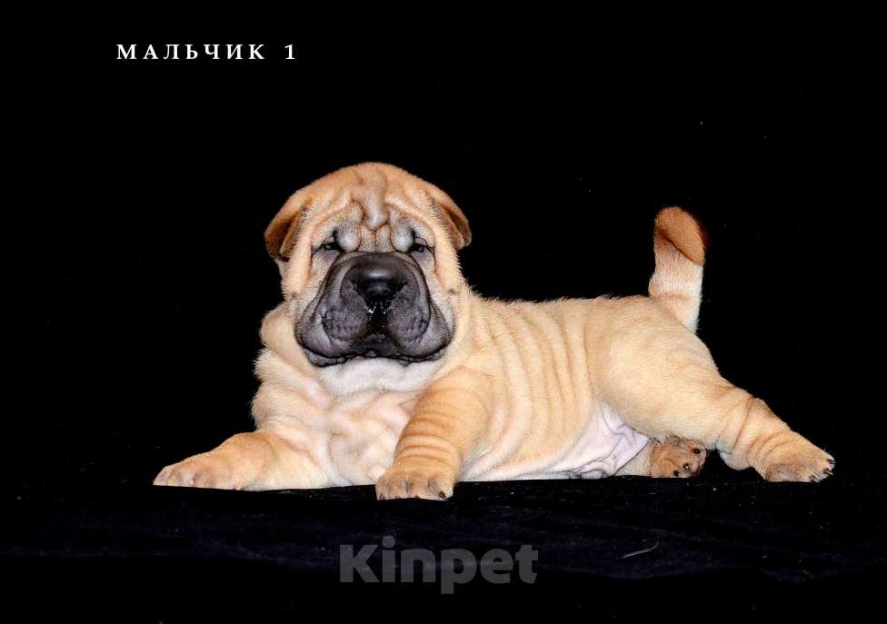 Собаки в Екатеринбурге: Лучший из Банды Рыжих. Мальчик, Бесплатно - фото 1