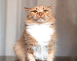 Кошки в Москве: Рыжая ласковая кошка Лисена в добрые руки Девочка, 1 руб. - фото 5