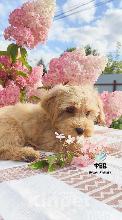 Собаки в Москве: Малыш Гаванский бишон  Мальчик, 80 000 руб. - фото 3