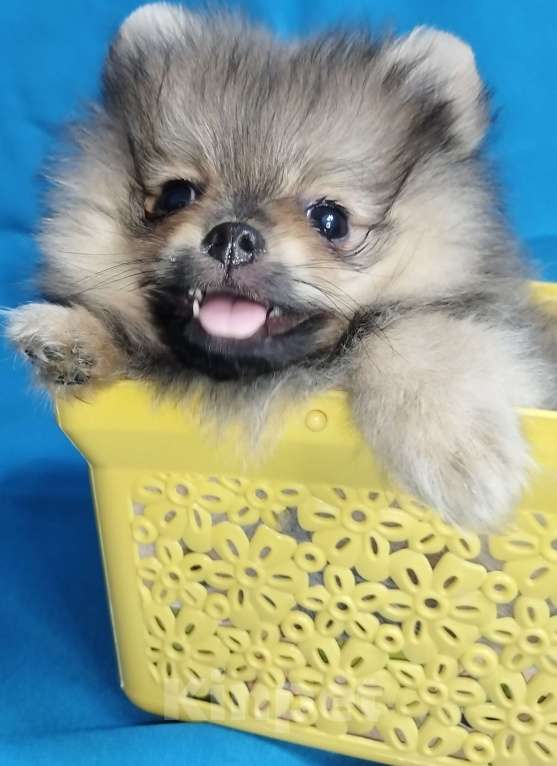 Собаки в Санкт-Петербурге: Шпицуля Мальчик, 25 000 руб. - фото 1