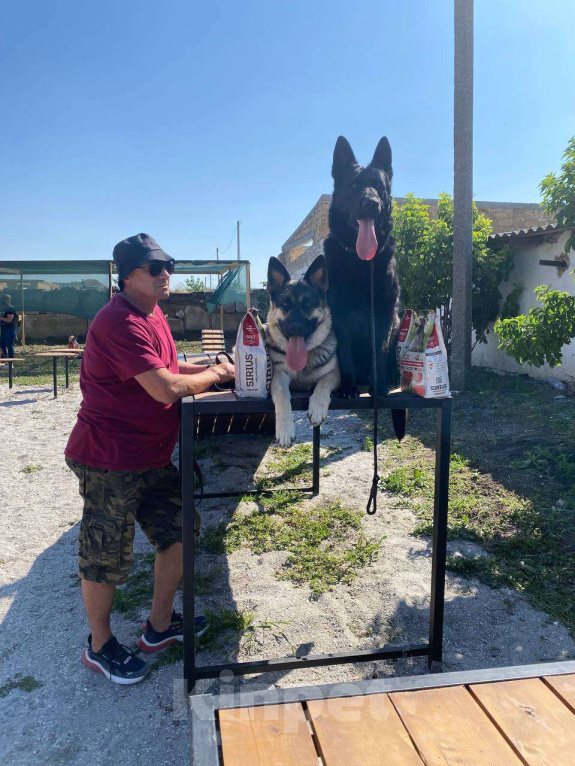 Собаки в других городах Крыма: Породистые щенки от чемпиона России Девочка, 45 000 руб. - фото 3