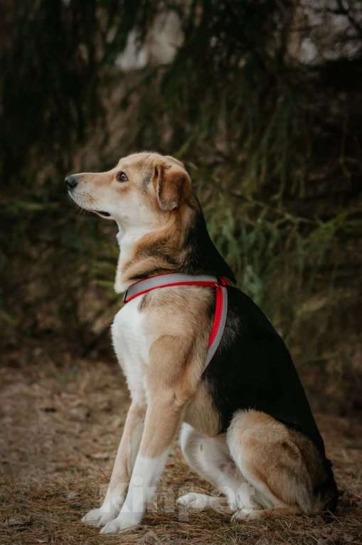 Собаки в Туле: Пес Рэй ищет дом! Мальчик, Бесплатно - фото 2