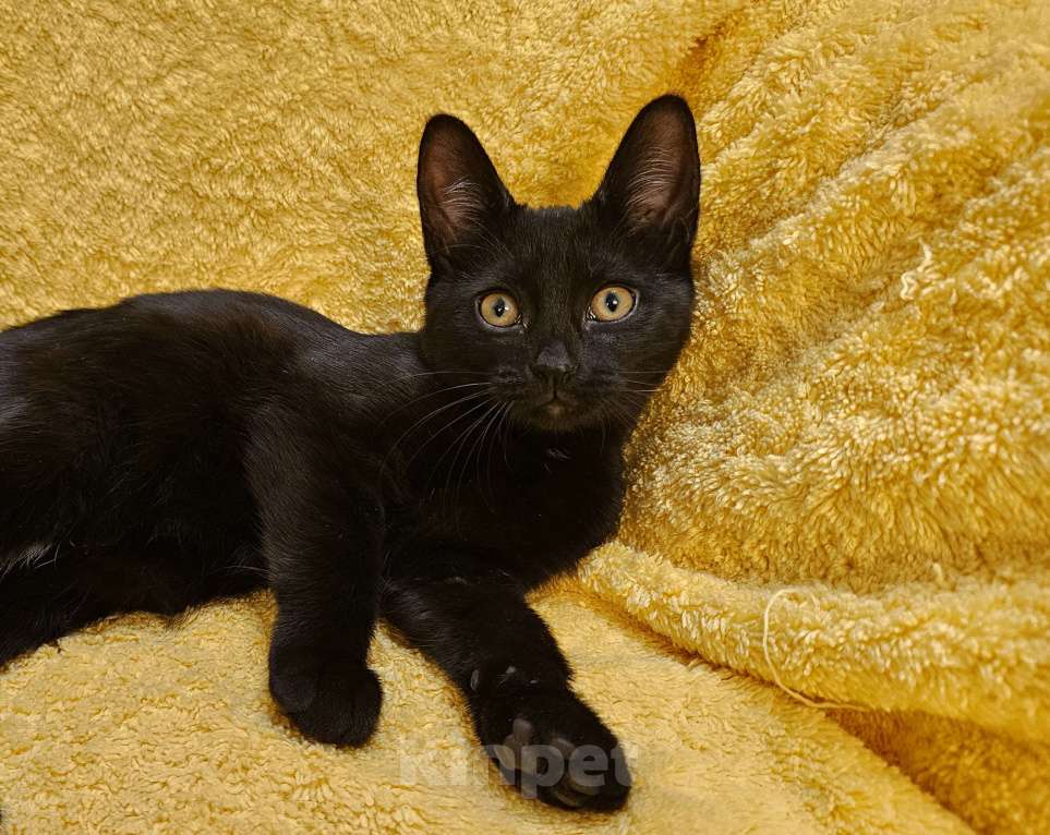 Кошки в Москве: Котенок Корица с ярким характером Девочка, Бесплатно - фото 1