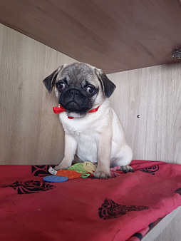 Милашка мопсяшка