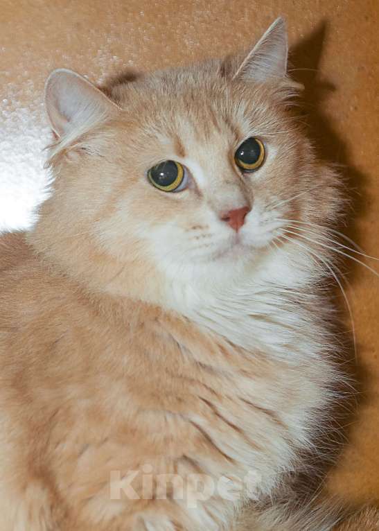 Кошки в Санкт-Петербурге: Кошка Снежана ищет дом Девочка, Бесплатно - фото 3