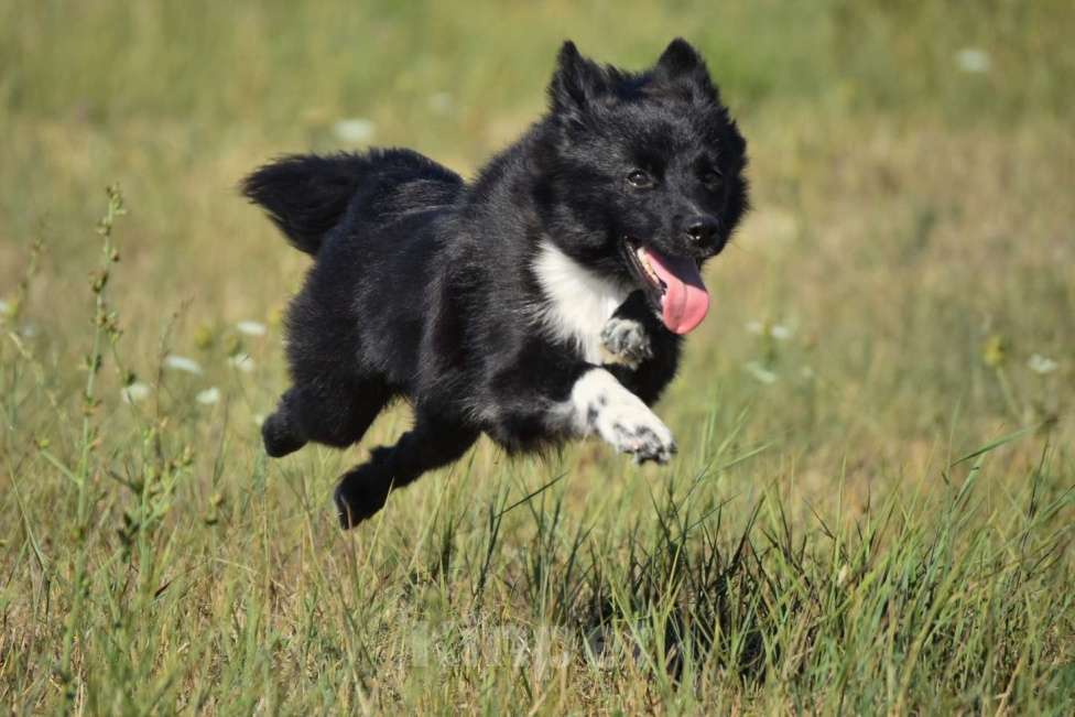 Собаки в Москве: Ненецкая оленегонная лайка. Кобель Чингисхан.  Мальчик, 30 000 руб. - фото 2
