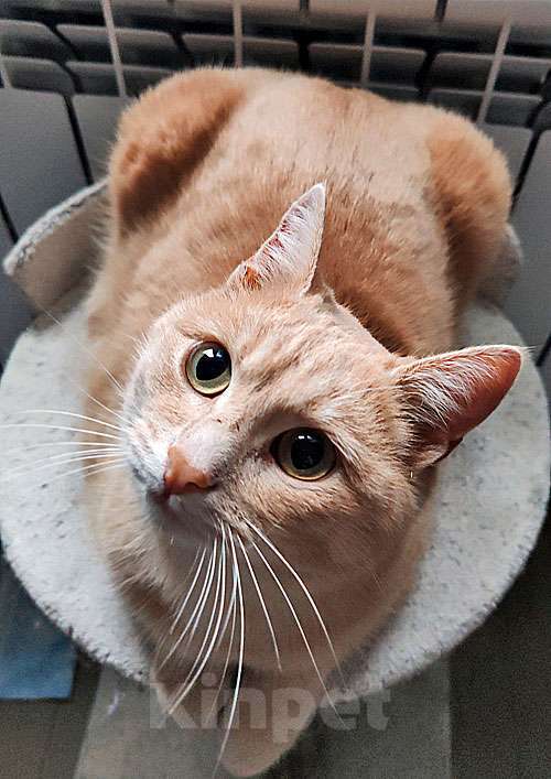 Кошки в Москве: Ищет дом кот Персик — ласковый, спокойный, домашний Мальчик, 10 руб. - фото 5