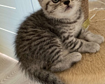 Кошки в Туле: Жду любимого хозяина Мальчик, Бесплатно - фото 1
