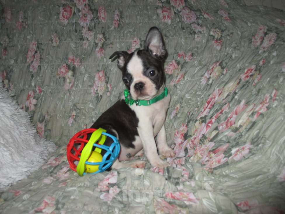 Собаки в Пскове: Мальчик бостон терьер Мальчик, 50 000 руб. - фото 10