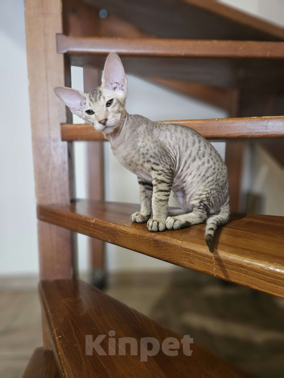 Кошки в Перми: Котенок Петерболд Мальчик, 50 000 руб. - фото 1