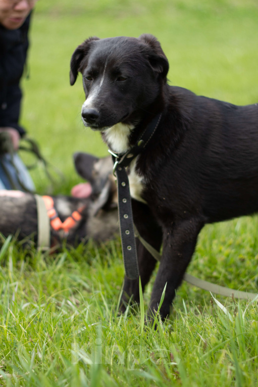 Собаки в Москве: Дуня Девочка, Бесплатно - фото 2