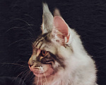 Кошки в Казани: Котик Арон Мальчик, Бесплатно - фото 5