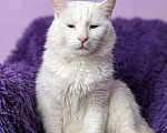 Кошки в Москве: Котик белый в добрые руки Мальчик, Бесплатно - фото 2