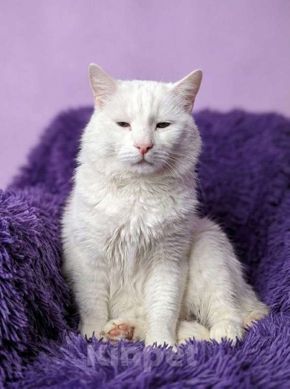 Кошки в Москве: Котик белый в добрые руки Мальчик, Бесплатно - фото 2