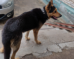Собаки в Ивантеевке: Пес ищет хозяина Мальчик, Бесплатно - фото 1
