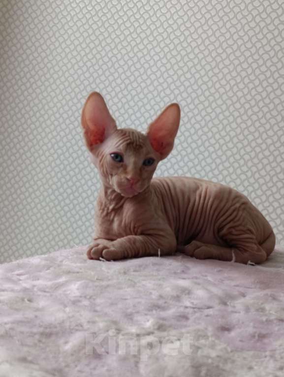 Кошки в Тольятти: Донской сфинкс Мальчик, 10 000 руб. - фото 1