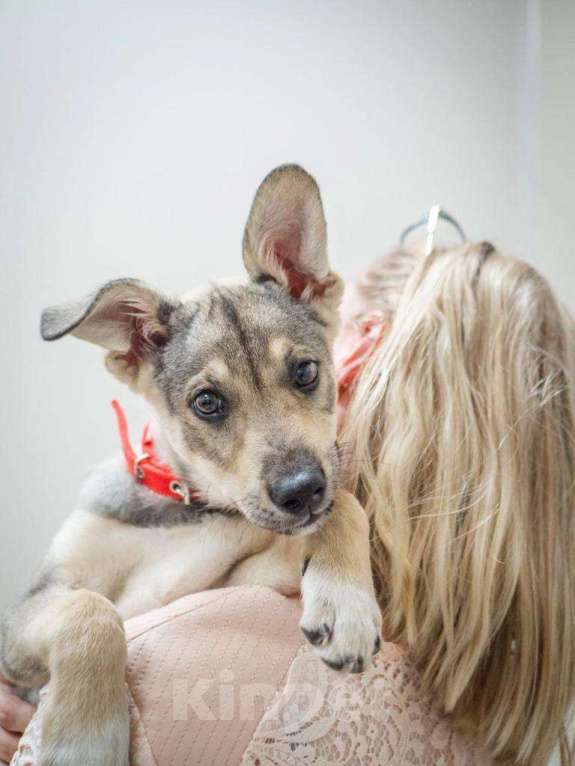 Собаки в Москве: Друг в добрые руки Девочка, 1 руб. - фото 4