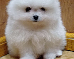 Собаки в Москве: Белая помераночка с короткой мордочкой и отличной шерстью Девочка, 80 000 руб. - фото 1