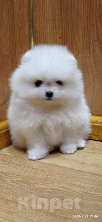 Собаки в Москве: Белая помераночка с короткой мордочкой и отличной шерстью Девочка, 80 000 руб. - фото 1